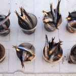 peixes em copos. peixe é parte de outras estórias por Ca Mila