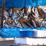 peixes à venda. peixe é parte de outras estórias por Ca Mila