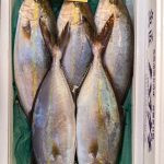 peixes. peixe é parte de outras estórias por Ca Mila