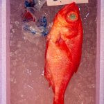 peixe. peixe é parte de outras estórias por Ca Mila
