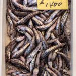 peixes. peixe é parte de outras estórias por Ca Mila