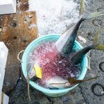 peixes num balde. peixe é parte de outras estórias por Ca Mila