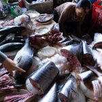 peixes num mercado. peixe é parte de outras estórias por Ca Mila