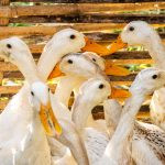 animais num cercado. rua é parte de outras estórias por Ca Mila