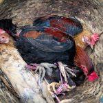 animais num cesto. rua é parte de outras estórias por Ca Mila