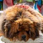 animal dormindo. rua é parte de outras estórias por Ca Mila