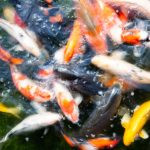 peixes. rua é parte de outras estórias por Ca Mila
