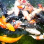 peixes. rua é parte de outras estórias por Ca Mila