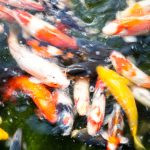 peixes. rua é parte de outras estórias por Ca Mila